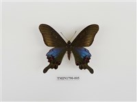 藏品(雙環翠鳳蝶)的圖片